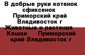 В добрые руки котенок сфиксенок - Приморский край, Владивосток г. Животные и растения » Кошки   . Приморский край,Владивосток г.